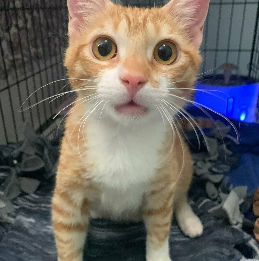 This Guy Edits tweet media