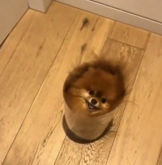 BuddyLifeMagzn's tweet photo. buddylifemagazine- Pawfect example of "not fat, just fluffy."
https://t.co/9l51LP9tMl
https://t.co/XQM3gDvWEo
#teacuppuppies #notfatjustfluffy #smallbreeds #smalldogsarefun #buddylifedogmagazine🐕 https://t.co/f4xvqnFcDd