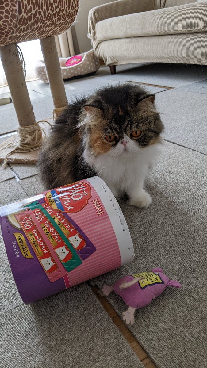 merry_kuma's tweet photo. おはぎちゃんが遊んだ後は、こんな有り様になっちゃう。地震があったわけじゃないの🫣😵‍💫😣💦 https://t.co/ECoE2Vof6z