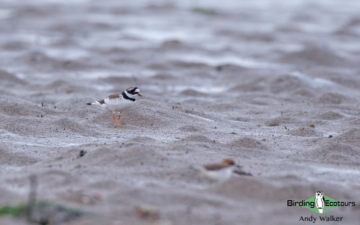 About a month after I first found this Common Ringed Plover (the second record for Bali) it’s still feeding up in the same mudflat! 

#birding #birdwatching #BirdsSeenIn2022 <a href="/GlobalFlyway/">Global Flyway Network</a> #BirdTwitter #birds <a href="/waderquest/">Wader Quest</a> <a href="/WorldWaders/">Gyorgy Szimuly</a> #wader #shorebird