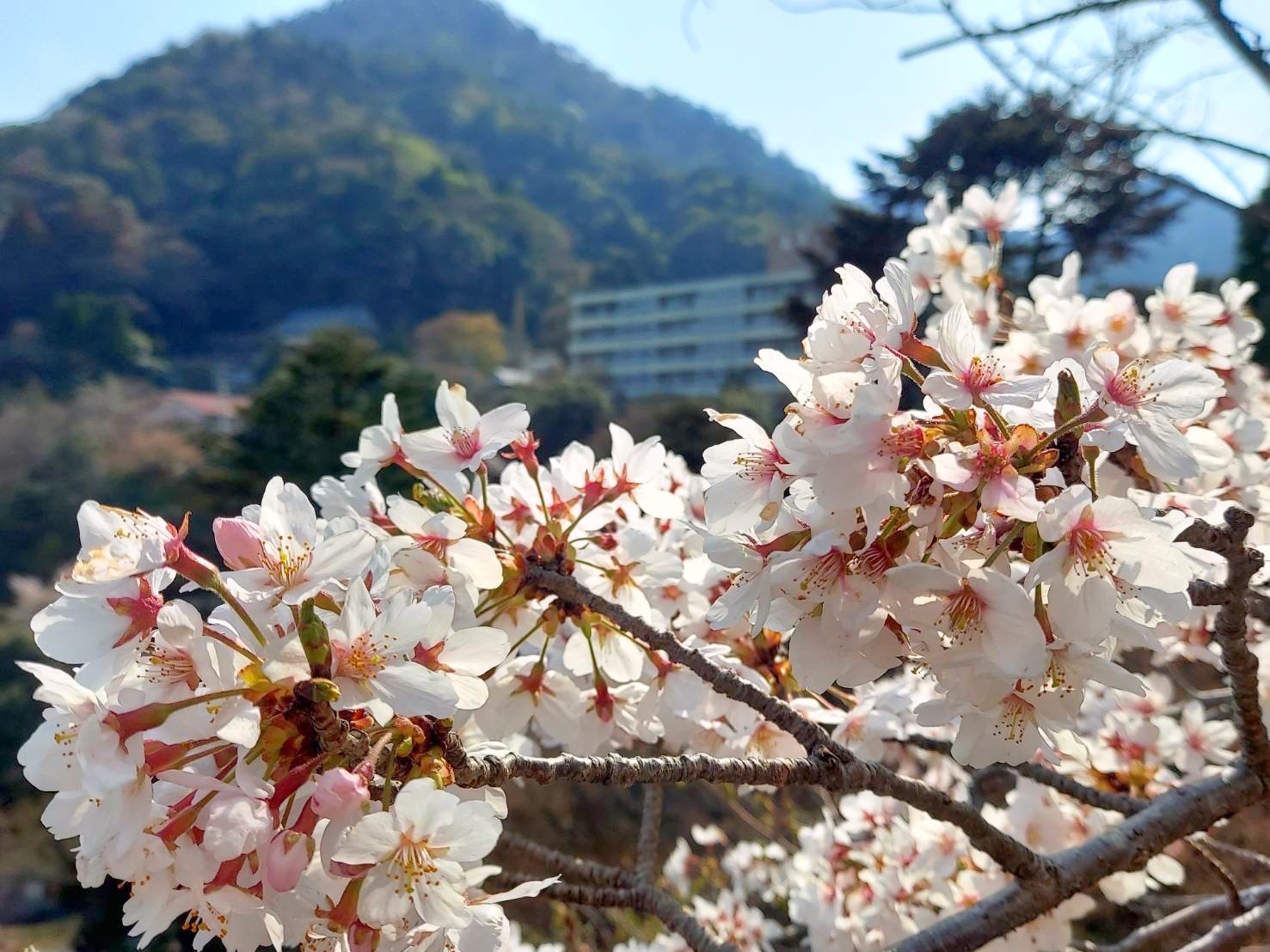湯の山温泉 Twitter Search Twitter