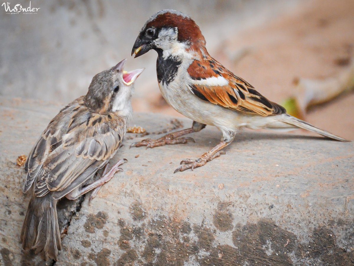 wonderpeddler's tweet photo. Rounding out the series of sparrow pics with this photo of House sparrows taken ~11 years ago :) #WonderHowTimeFlies
#HouseSparrow #Birding #EarthCapture #ThrowbackThursday https://t.co/svwJHAnVAm