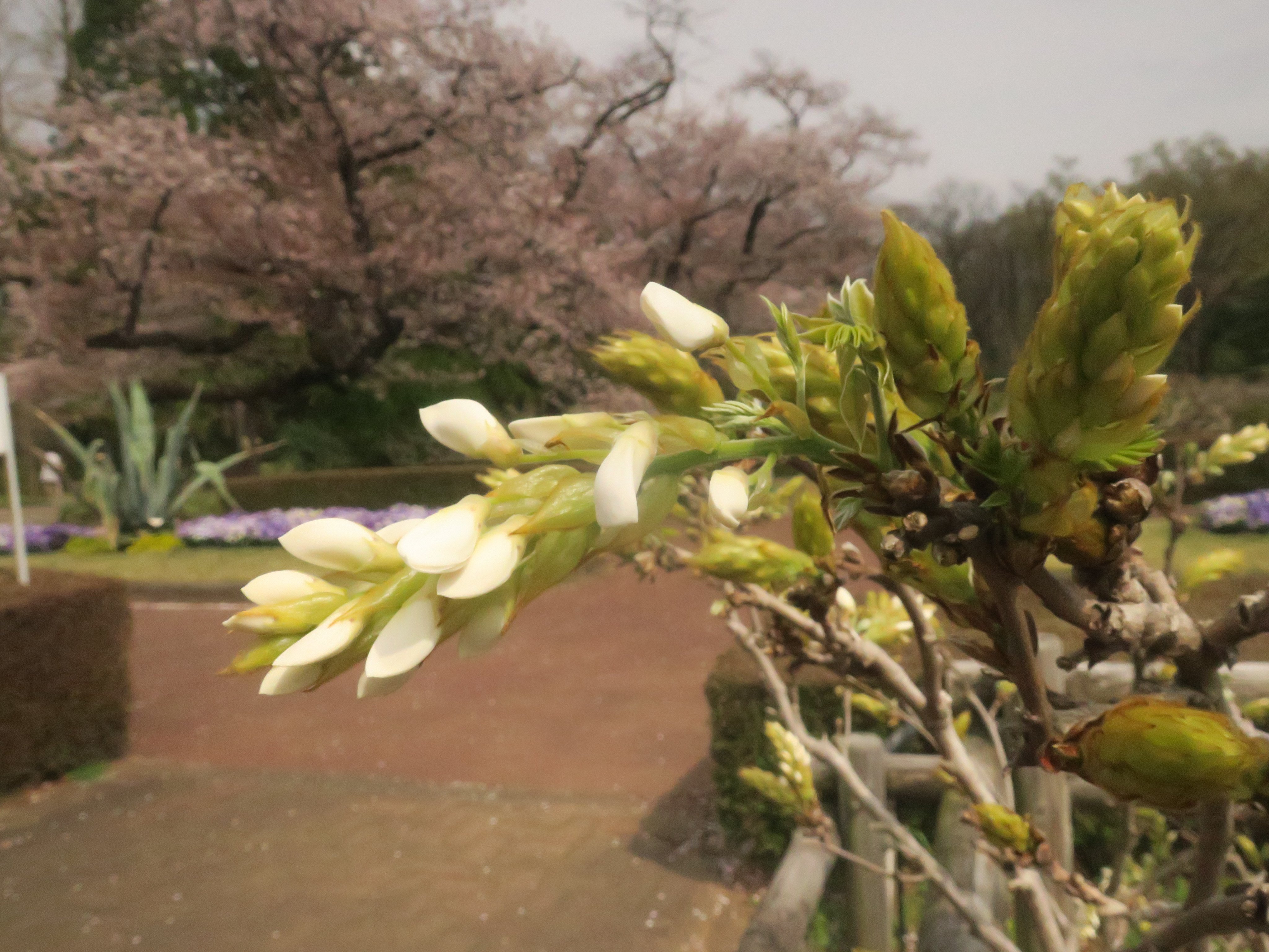 神代植物公園 ニュース Parksjindai Twitter