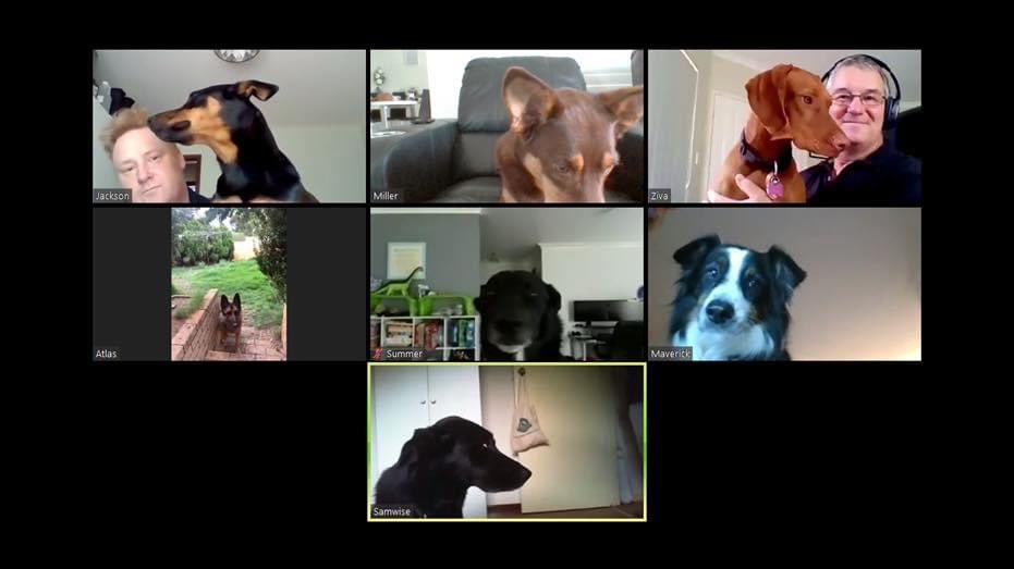 Throwback Thursday. This time two years ago when our search dogs learnt how to zoom.
#tbt #sesdogs