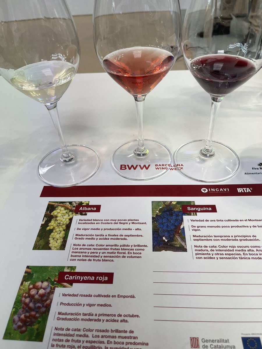 perecampos73's tweet photo. Per guanyar el futur necessitem projectes con aquest #Minorvin @incavicat @enolegs @bcnwineweek https://t.co/dl9cVGbZGP