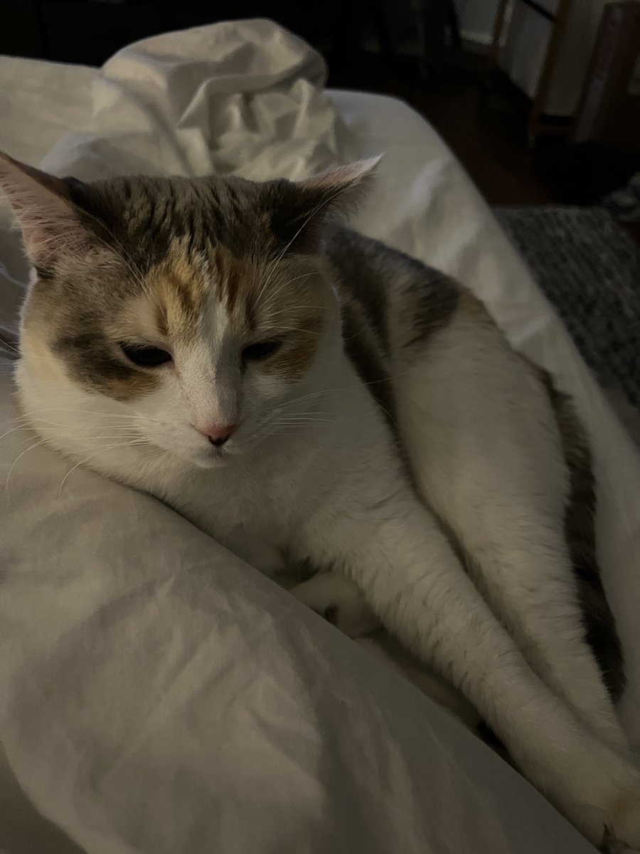 fatfatpankocat's tweet photo. Kitty bedtime https://t.co/rGAsAyTDNp