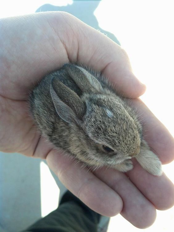 RabbitEveryHour's tweet photo. https://t.co/xEJLrCaiOJ