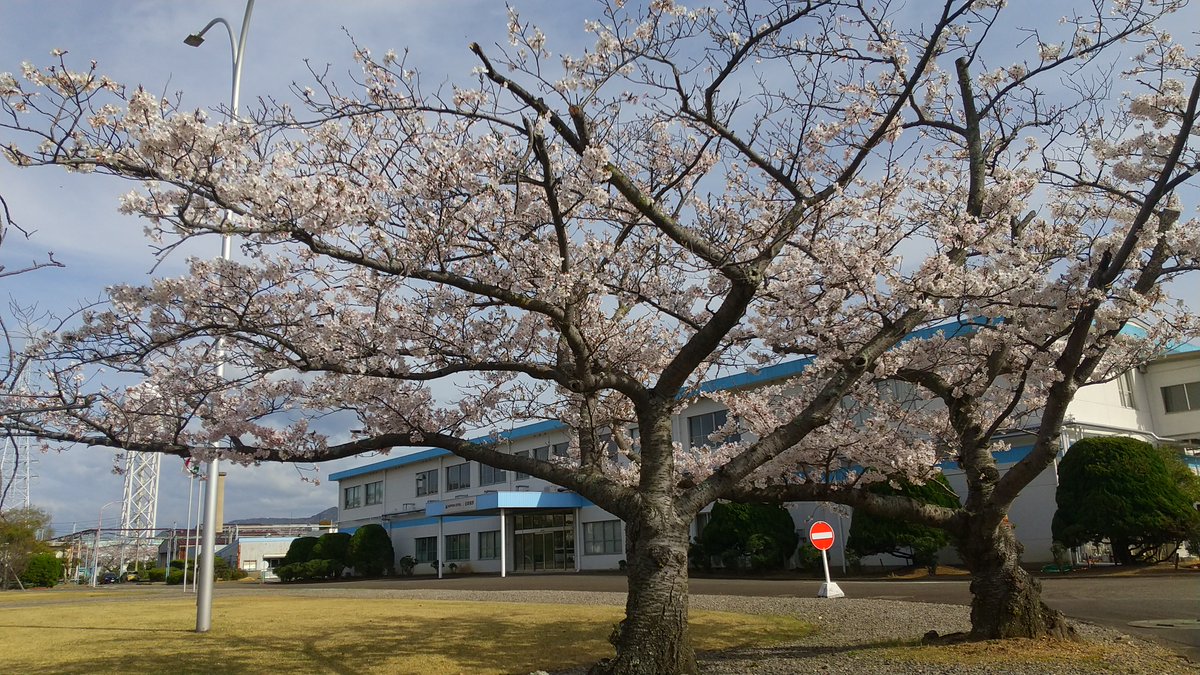 nippon_steel_'s tweet photo. ご安全に！
今日は関西製鉄所和歌山地区(和歌山)と(海南)の桜です🌸
1、2枚目は(和歌山)の桜です😊Ｈマークが特徴的ですよね！ドクターヘリのランデブーポイントで地域医療貢献として2005年に整備したものです。
3枚目は(海南)の桜😊
和歌山城から望む(和歌山)もどうぞ🤗

#日鉄桜だより #桜 https://t.co/2zwHgQ7V8Y