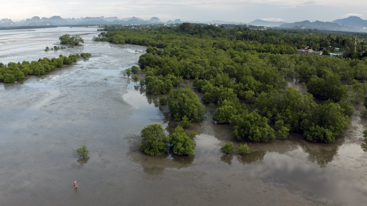 MangroveProject's tweet photo. We've started filming in Thailand! Please help us reach our crowdfunding goal💚It's been an action packed first few days of filming with our characters, including Khun Nit, who are opening up to the cameras and living with stingless bees! https://t.co/W45gOp1GEx https://t.co/d4JoDJVlCG