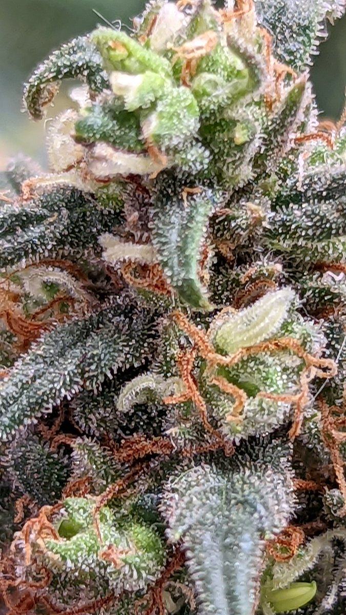 BrittanyBlazed's tweet photo. This is Lemon Tart she's a beautiful 1 to 1 ratio. 7 weeks into flower. #lemontart #cbd #thc #medicalcannabis #cannabisgrower @NAZMFH #trichomes #sticky #homegrown @irvineseedco #cannabisforpain https://t.co/ePA7r74arE
