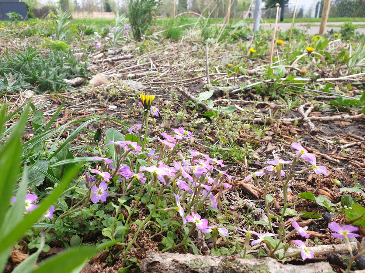 KesterenMarieke's tweet photo. Hou je van een #ommetje maken? Bij het wiekelpad in de #Merenwijk ligt dit strookje. Vorig jaar door @GemeenteLeiden aangelegd. Er begint van alles te groeien!  #natuuromdehoek #verwildering
#biodiversiteit #inspiratie
#goedvoormijendebij https://t.co/Do32dsTFlD