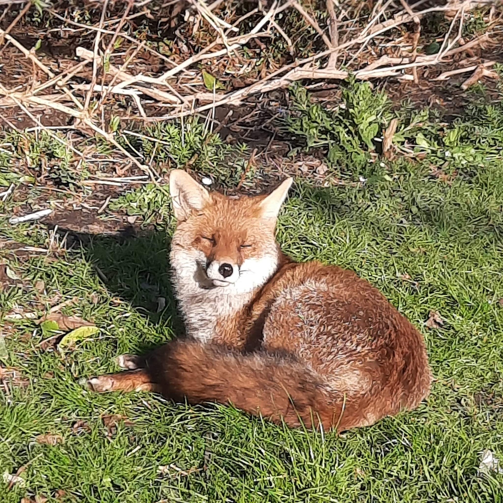 Day 3 of #FoxOfTheDay ! Basking in the sunshine , sun on face , absolute bliss ! Thank you <a href="/chiaravagnarel1/">Chiara Vagnarelli</a> for sharing . Keep them coming !