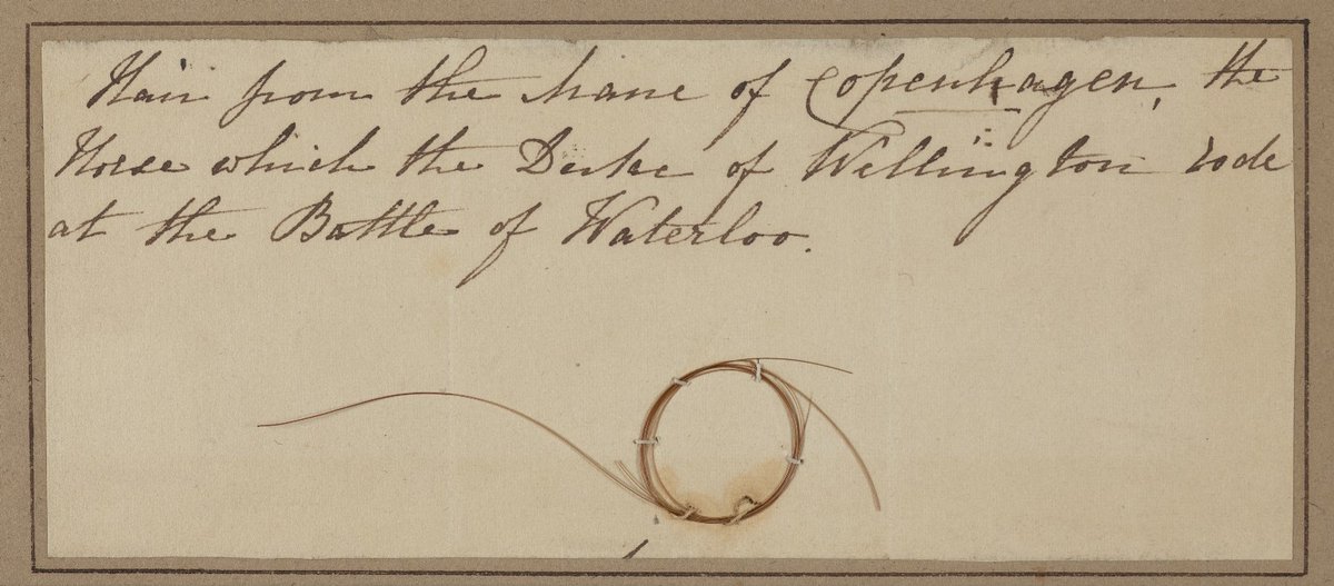 TheJohnRylands's tweet photo. For #Archive30 today one of our more #UnusualItems. This is a strand of hair from the mane of Copenhagen, the horse that the Duke of Wellington rode at the Battle of Waterloo. From the Collection of Thomas Raffles (1788–1863). Find out more here: https://t.co/76xkhOohP4 https://t.co/U1gKTW3Eqg