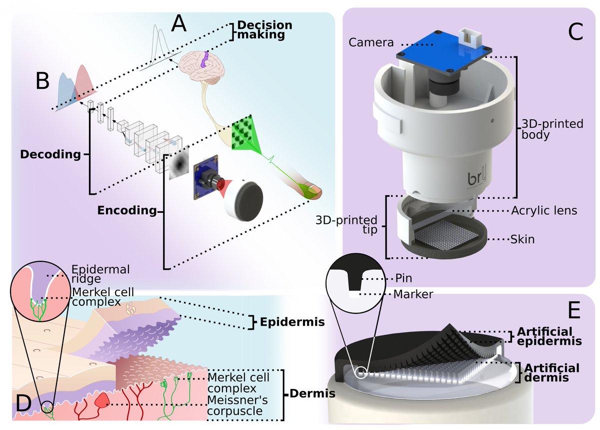 Nathan Lepora (@nathanlepora) on Twitter photo Our pair of papers on 3D-printed tactile skin are out in the Journal Royal Society Interface <a href="/RSocPublishing/">Royal Society Publishing</a> <a href="/LeverhulmeTrust/">The Leverhulme Trust</a>.
First paper:
Artificial SA-I and RA-I Afferents for Tactile Sensing of Ridges and Gratings
royalsocietypublishing.org/doi/abs/10.109… Our pair of papers on 3D-printed tactile skin are out in the Journal Royal Society Interface <a href="/RSocPublishing/">Royal Society Publishing</a> <a href="/LeverhulmeTrust/">The Leverhulme Trust</a>.
First paper:
Artificial SA-I and RA-I Afferents for Tactile Sensing of Ridges and Gratings
royalsocietypublishing.org/doi/abs/10.109…
