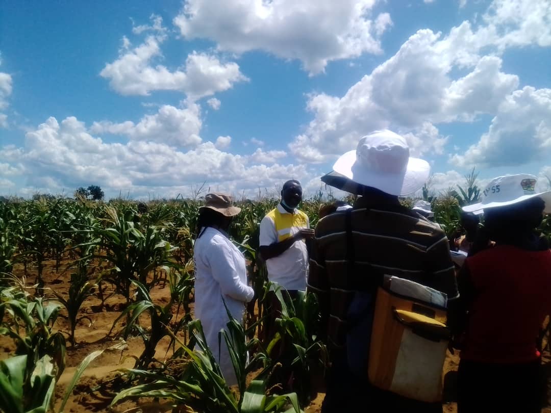 HOCICZW's tweet photo. The Main focus was on a maize crop in the garden, which was been distributed by Agriseed during the 2021-2022 rainy season. The garden is part of the @HocicZimbabwe1 #FoodSecurityLivelihoodsProgram funded by Latter-day Saint Charities.
Agribusiness Media https://t.co/bKclAyhJPL