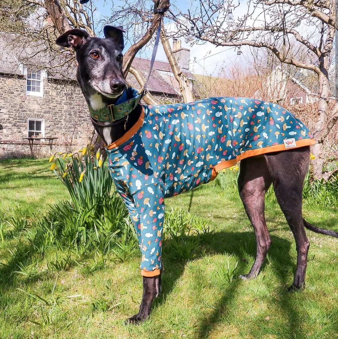BrackenAndPaws's tweet photo. This magnificent chap is Gino 🐾 I'm sold out of this mushy fabric now but I have a new design stashed away for autumn. https://t.co/ccVi9Wrbla