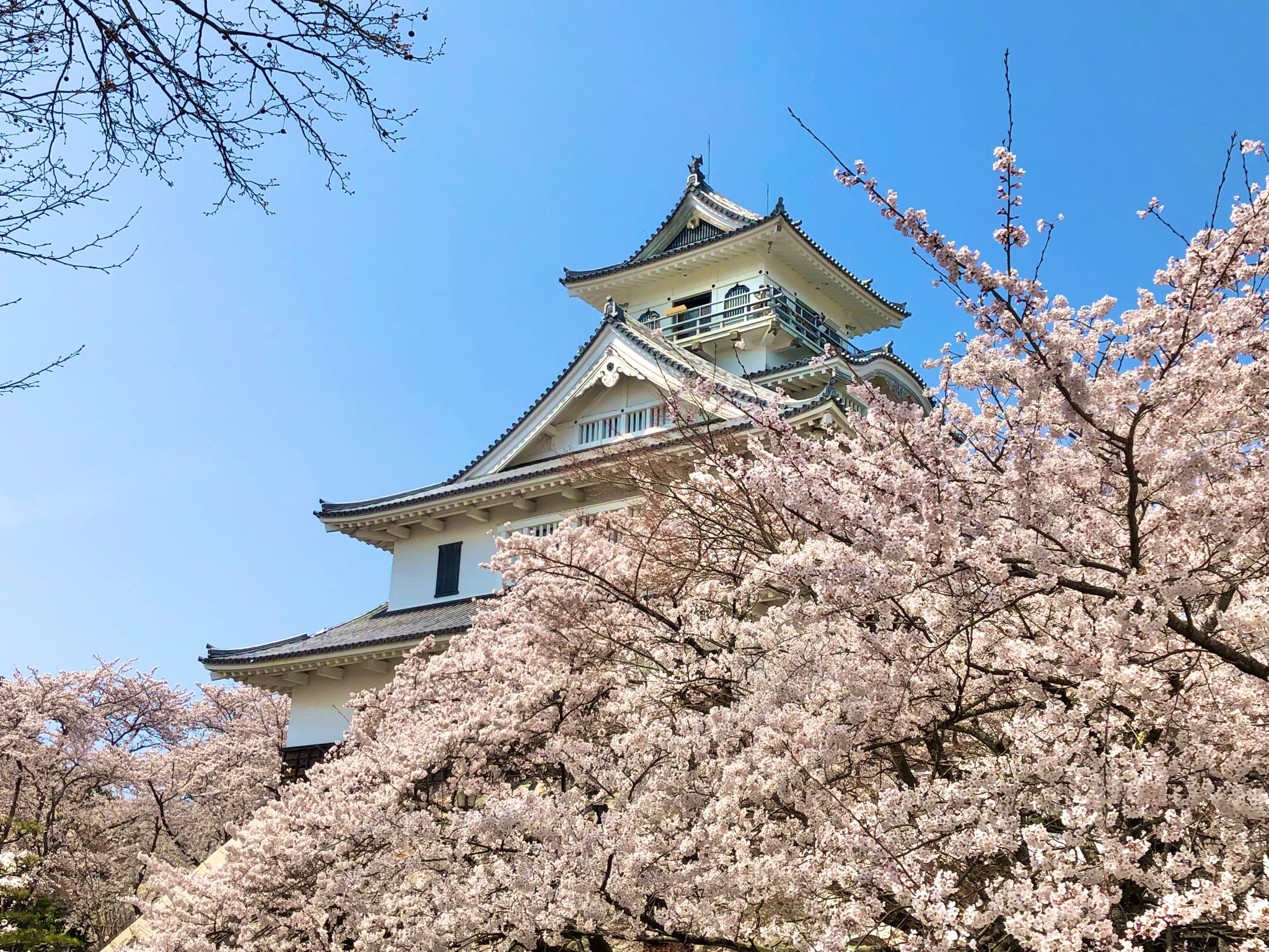 公式 長浜観光協会 Nagahama Tourism Association 4 7の長浜の桜情報 いよいよ旧市街では満開を迎えました 1 2枚目 豊公園 満開 3枚目 高時川沿い 七分咲き 4枚目 余呉湖周辺 一 三分咲き 北部でも順調に開花中 菜の花との 公式 長浜観光協会 Nagahama Tourism Association 4 7の長浜の桜情報 いよいよ旧市街では満開を迎えました 1 2枚目 豊公園 満開 3枚目 高時川沿い 七分咲き 4枚目 余呉湖周辺 一 三分咲き 北部でも順調に開花中 菜の花との