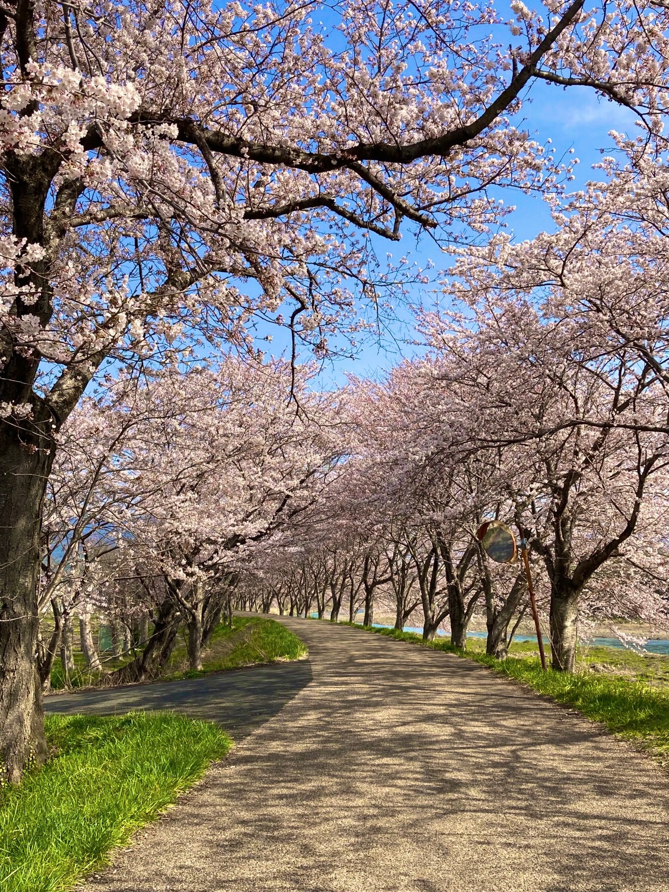 公式 長浜観光協会 Nagahama Tourism Association 4 7の長浜の桜情報 いよいよ旧市街では満開を迎えました 1 2枚目 豊公園 満開 3枚目 高時川沿い 七分咲き 4枚目 余呉湖周辺 一 三分咲き 北部でも順調に開花中 菜の花との