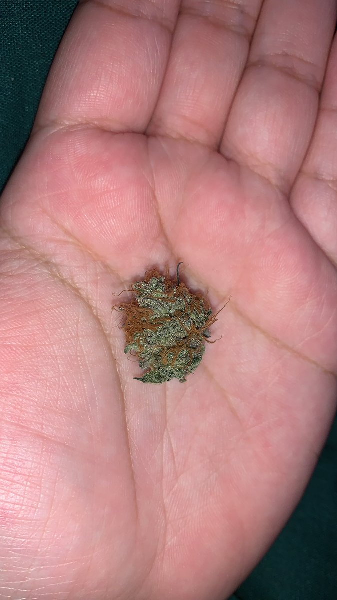 DeezPlants's tweet photo. Little test nug lol https://t.co/cljeyIp3oG