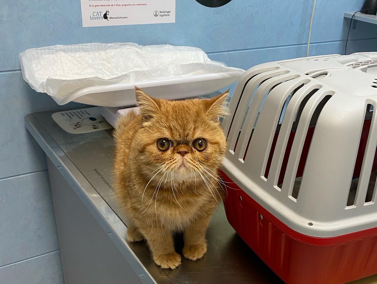 soniaphoto74's tweet photo. El #Comerç de #LesFranqueses ens ofereix tots els serveis que puguis necessitar, al costat de casa!
Visita del Sr. Nibi a @CVLF97 , i al seu veterinari de confiança @Jordimp63 .
#Veterinari #Proximitat #JoComproaCasa #JoComproaLesFranqueses #jxlf https://t.co/ftBgzMwFbI