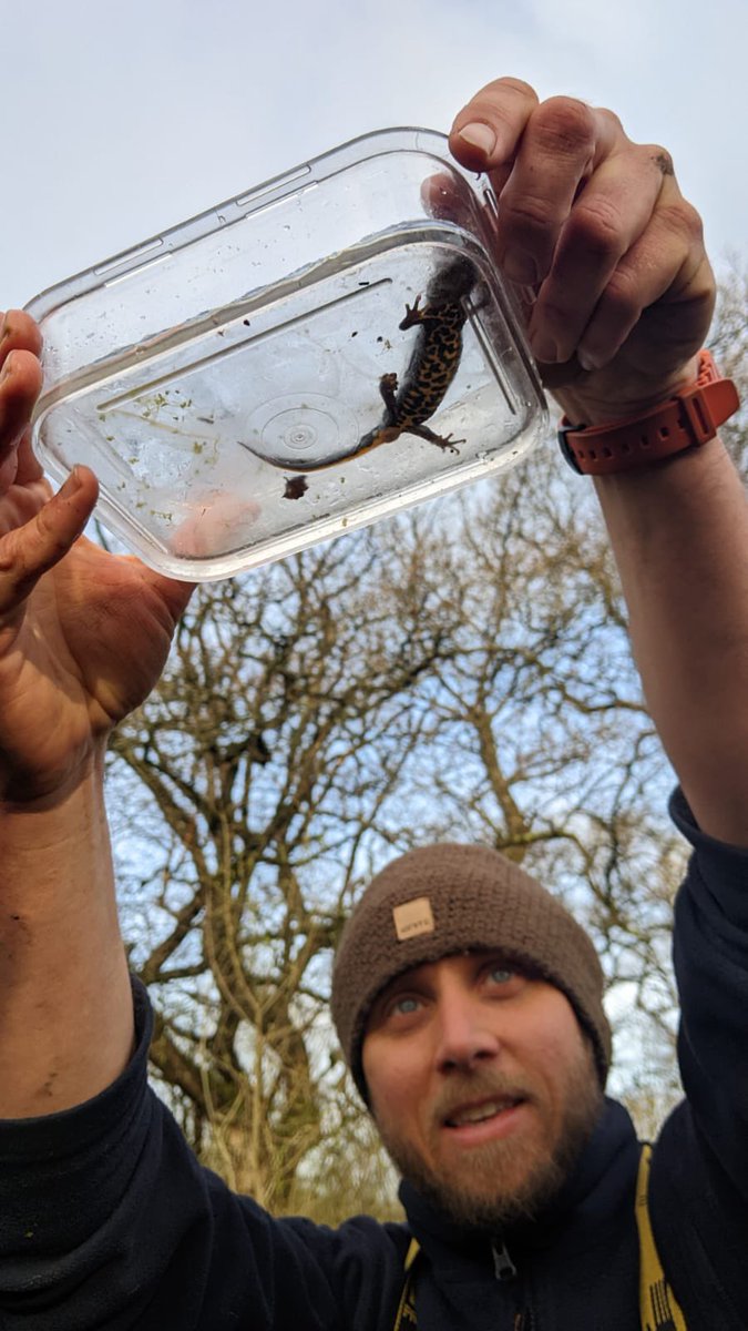 wild_paths's tweet photo. Trapping success! 🥳Female great crested newt found by our Wild Paths trainees with @DorsetWildlife @DWTKingcombe 🦎All newts surveyed under licence. @avonwt @DevonWildlife @WiltsWildlife @SomersetWT https://t.co/NCCwHEVQNp