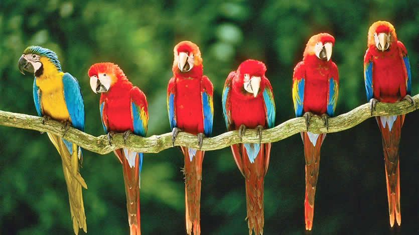 AmautaNL's tweet photo. Beste Jungle Tours in #Peru : #Manu, #Tambopata of #Iquitos? 
https://t.co/BfDRwOjRiq 
#perutravel #exploreperu #cusco #jungletours #southamericatrip https://t.co/ynbt23VeRy