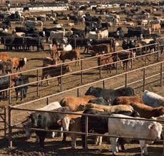 #incoherence 🇪🇺A gauche élevage industriel à bannir selon <a href="/EU_Commission/">European Commission</a> A droite élevage partenaire commercial idéal selon la même <a href="/EU_Commission/">European Commission</a> !!! Non à la nouvelle directive IED <a href="/J_Denormandie/">Julien Denormandie</a> <a href="/JDecerle/">Jérémy DECERLE</a> <a href="/AnneSanderElue/">Anne Sander</a> <a href="/COPACOGECA/">COPA-COGECA</a> @ChLambert_FNSEA <a href="/EleveursBovins/">FNB</a> <a href="/pcanfin/">Pascal Canfin</a>