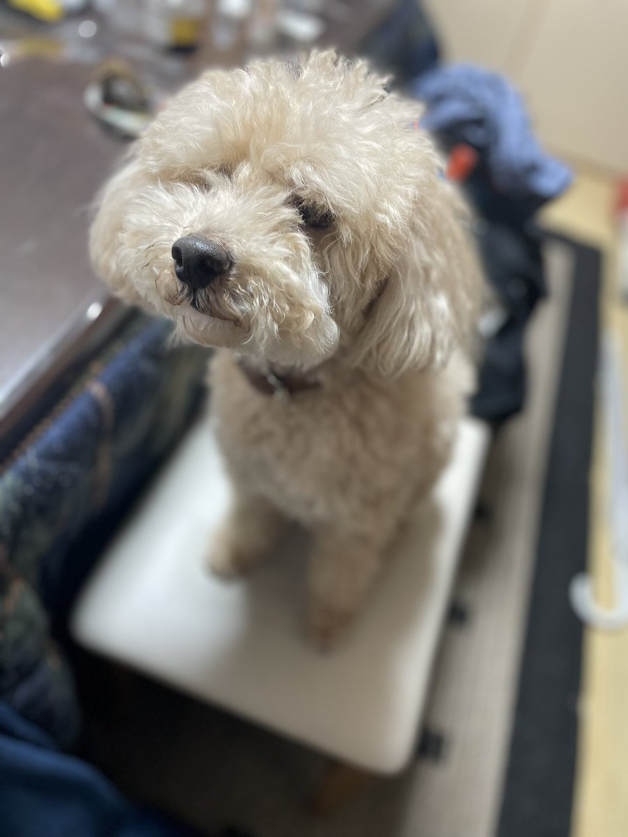 tocch09's tweet photo. 祝　7㎏＋ https://t.co/haKaLThOUf