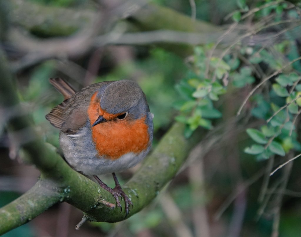 Lieve mensen,  ik ben vandaag niet op Twitter.  Mijn prachtiger leven is binnenkort voorbij,  heb nu vooral rust nodig, zal hier af en toe nog even kijken,  moeilijk om afscheid van jullie te nemen.....🤗