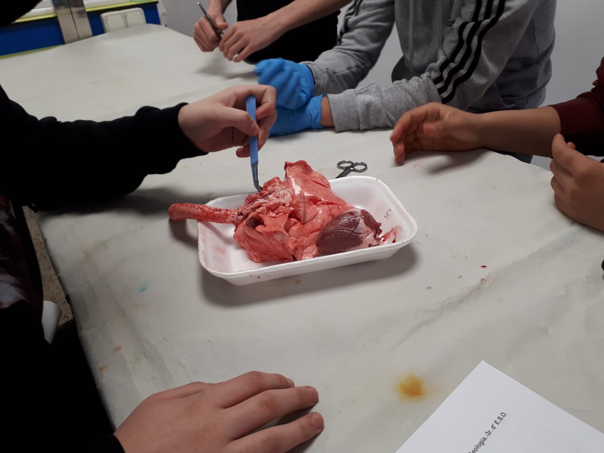 SantJosepReus's tweet photo. Avui som els de 3r #esosantjosepreus B els que aprenem de prop com són el cor i els pulmons.

#practiquesdelaboratori #escolaactiva #SantJosepReus #Escolaconcertada #batxilleratconcertat #somunaescolaperatu #unitsxtransformar🌎 #ReusAl💜 https://t.co/NYckqkp8Ly