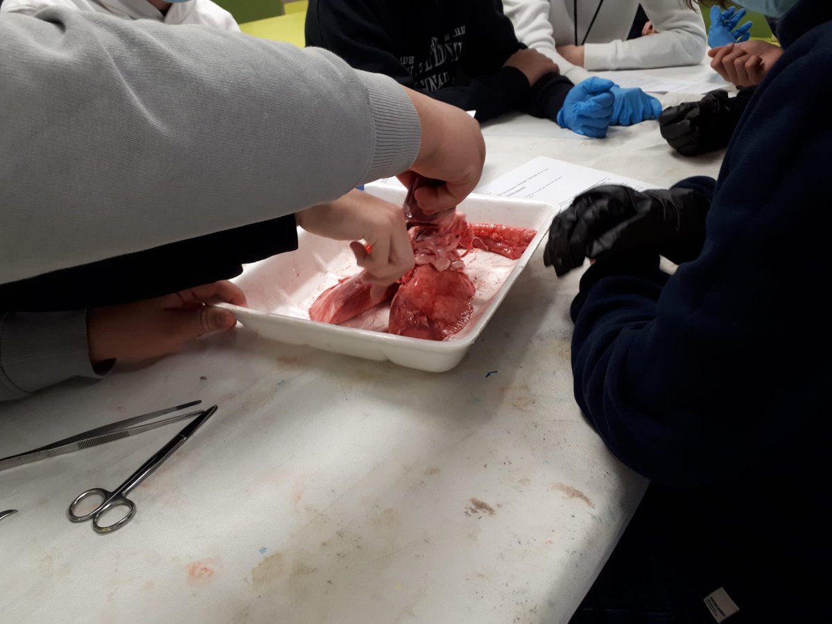SantJosepReus's tweet photo. Avui som els de 3r #esosantjosepreus B els que aprenem de prop com són el cor i els pulmons.

#practiquesdelaboratori #escolaactiva #SantJosepReus #Escolaconcertada #batxilleratconcertat #somunaescolaperatu #unitsxtransformar🌎 #ReusAl💜 https://t.co/NYckqkp8Ly