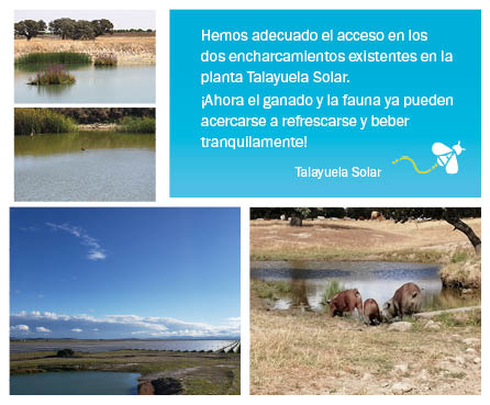 StatkraftES's tweet photo. La planta #TalayuelaSolar es un referente #medioAmbiental 🌳🦅 Durante su construcción hemos minimizado el impacto al terreno y a la fauna. AHORA durante el mantenimiento estamos llevando a cabo más de una treintena de medidas para proteger la #biodiversidad. https://t.co/0q3TlzVezg