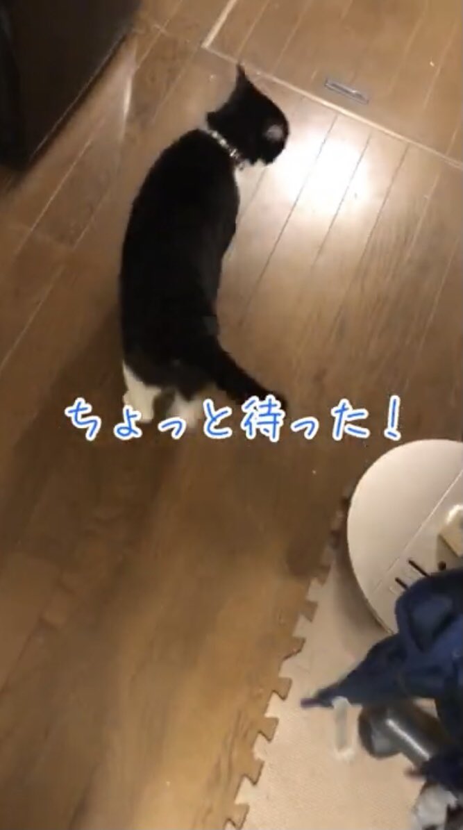 飼い主を引き止める猫　

youtube.com/shorts/Icj2_S2…

#おむすびkun
#引き止める