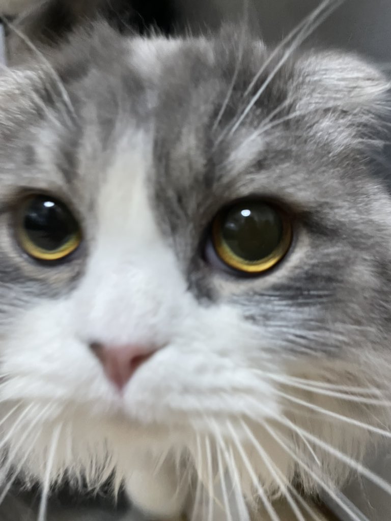 cat_yves1205's tweet photo. カメラ向けたら突撃してきた猫🐾 https://t.co/XqkXvrLino