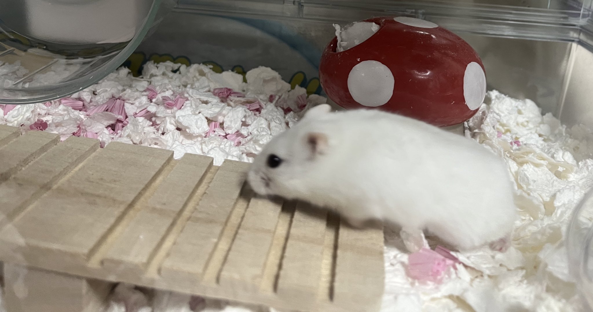 22 7 椎名桜月 こんばんは 椎名桜月です 100円ショップに行ったらハムスターのおもちゃ がたくさんあって 試しにシーソーを買ってきてうりちゃんと遊びました 今日も宇宙一可愛いですねうりちゃん うりちゃんはもう飽きておうちに帰りました