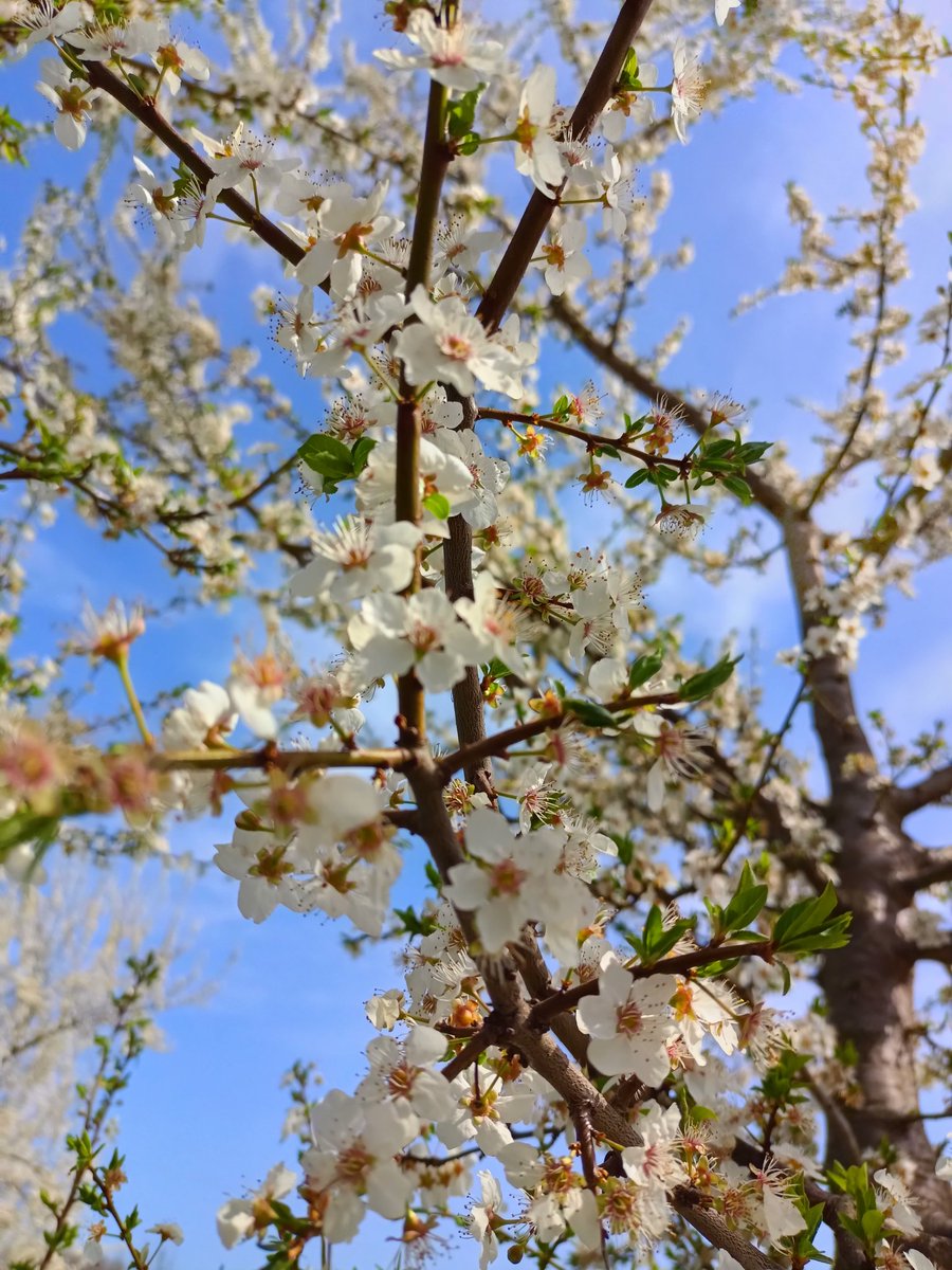 aytekinaa's tweet photo. Hoş geldin #Nisan https://t.co/15p36wb7IC