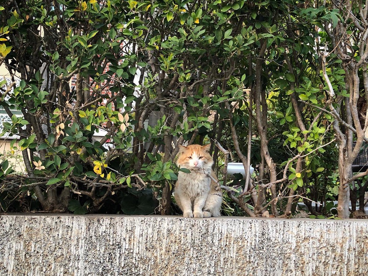 ywyoo's tweet photo. 🐈
자연이 우리에게 이런 표정을 짓고있게 만들면 안되는 겁니다.

_
#고양이발자국
#공존 #냥스타그램 #길고양이 #부산 #해운대 #달맞이 #청사포 #길고양이급식소 https://t.co/N78TmzFi9l