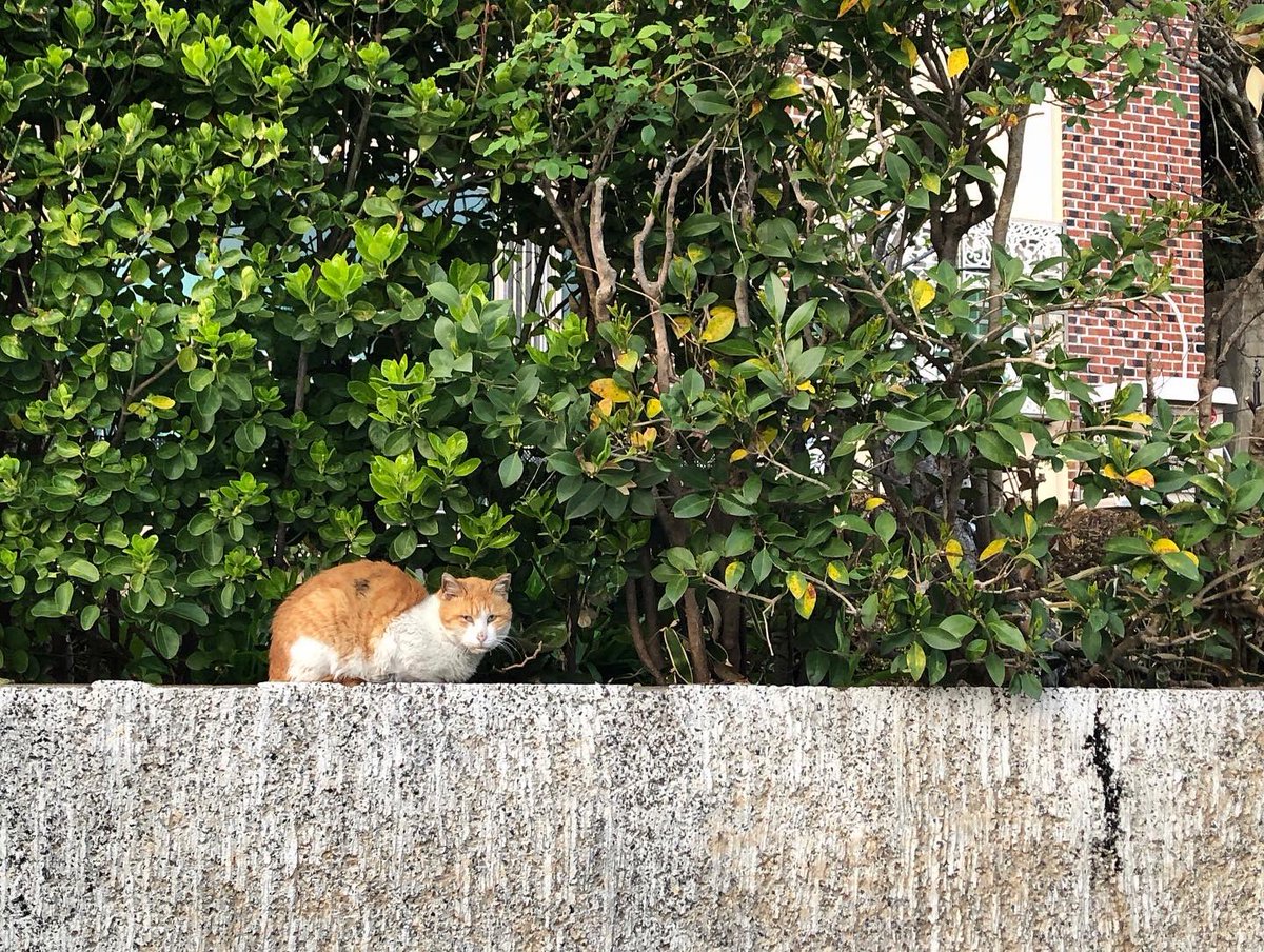ywyoo's tweet photo. 🐈
자연이 우리에게 이런 표정을 짓고있게 만들면 안되는 겁니다.

_
#고양이발자국
#공존 #냥스타그램 #길고양이 #부산 #해운대 #달맞이 #청사포 #길고양이급식소 https://t.co/N78TmzFi9l