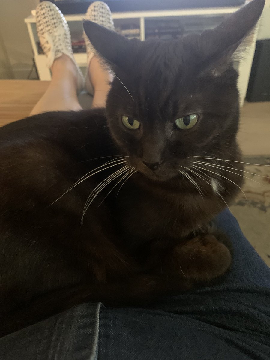 susiwoosi's tweet photo. “How dare you pack the car for another work trip! I will sit in your lap for all eternity, I’d needs be.” #CatsOfTwitter https://t.co/rdHRv29FG3