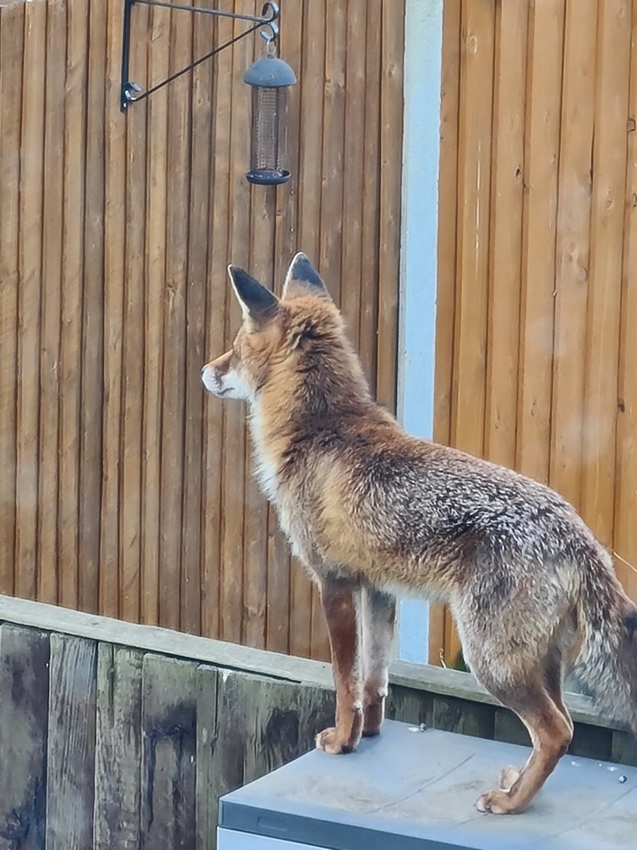 jojolovesbuzzy's tweet photo. Beautiful 💕  #FoxOfTheDay https://t.co/HQcwrl9thM