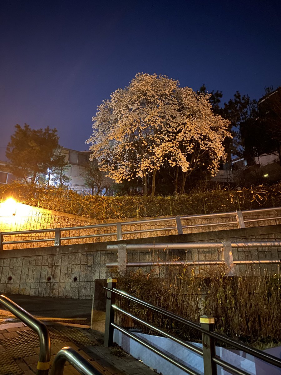 privfrommsf9's tweet photo. 💌🔝22.04.06 4.40PM KST📲

- isnt the weather today is so nice?
- you're throwing up bcs it is so nice?ㅠㅠ
- why are you so extreme
- i am just doing like that over here
- flowers picture?
- wait for awhile
- 📸
- i took this not long ago https://t.co/6Zk3OZ4h2p