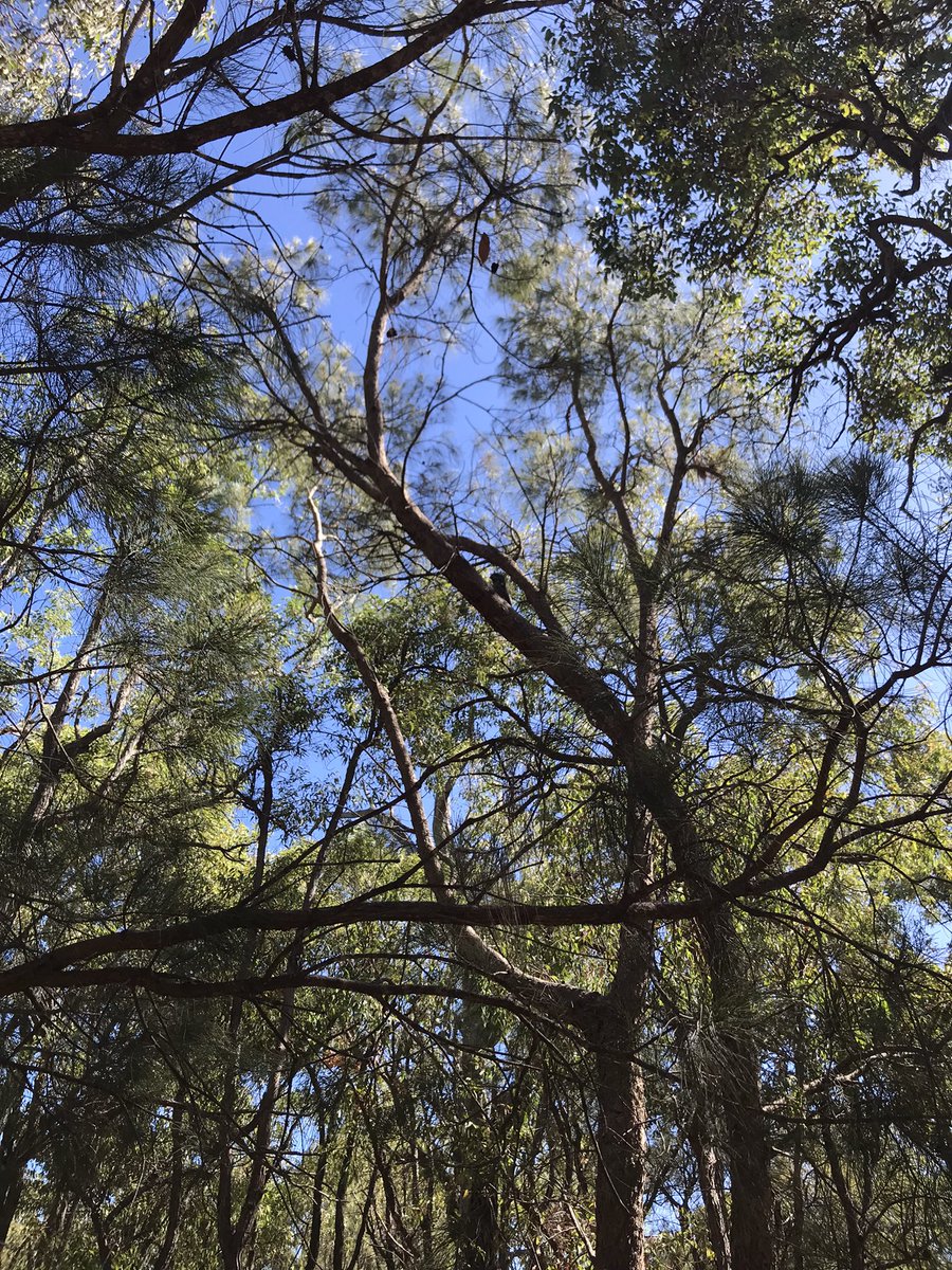 lost_in_botany's tweet photo. Spooked a tawny #frogmouth that was sitting in the ground, flew into the trees, so let’s play Spot the frog mouth! #BirdTwitte #Bird https://t.co/e2F1CxxaPG