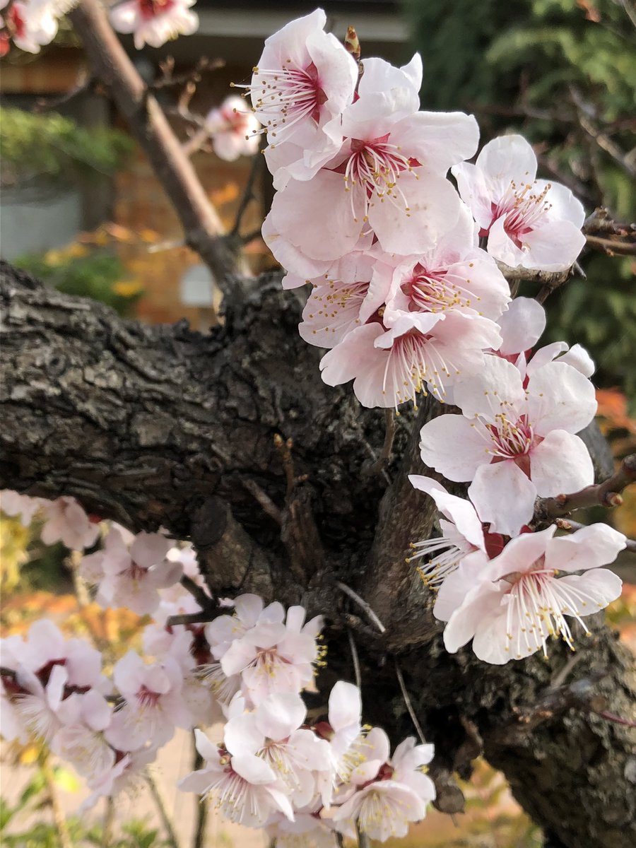 EAooffzB1GNjtmg's tweet photo. こんにちは🙋‍♀️こんばんは
今日も朝の挨拶に来てくださった皆さまありがとうございました🙇‍♀️
梅は〜咲いたか.桜はまだかいな〜♫♩の仙台より
桜を求めて🌸歩いて��た🚶‍♂️
日当たりの良い場所で見つけては嬉しくて😆パチリ
帰り道.お腹が空いて(笑)
食べ物で遊んじゃダメだよね🙅‍♀️👎ゴメン🙏
じゃ.お疲れさま https://t.co/heUkmhPkfp