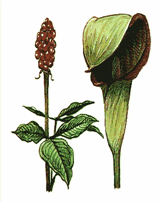 emcbot1's tweet photo. EMC_Phase3:clipart/iff-colour/flowers/flower078.iff #Flower #Plant #TerrestrialPlant #FloweringPlant #Illustration #Drawing #Art #Painting #Herb #PlantStem https://t.co/Lojb9gkCa9
