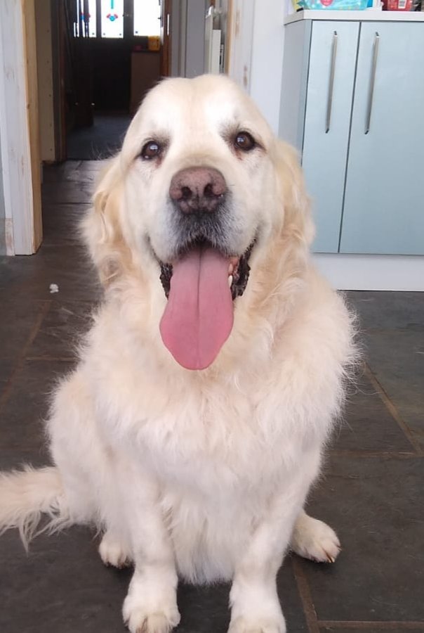 caz_69's tweet image. Over the rainbow bridge you go big boy, no words describe how we all feel #heartbroken #devestated