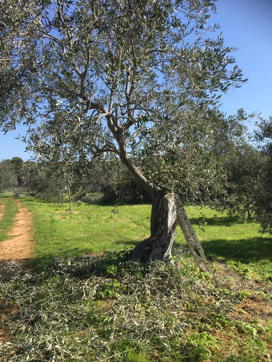 IleSaintHonorat's tweet photo. #jeudiphoto #terroir #olivier #couleurs #méditerranée #sthonorat #cannes 

La taille des oliviers vient de se terminer sur l'île St Honorat dans la baie de Cannes https://t.co/KcEW3FPB57