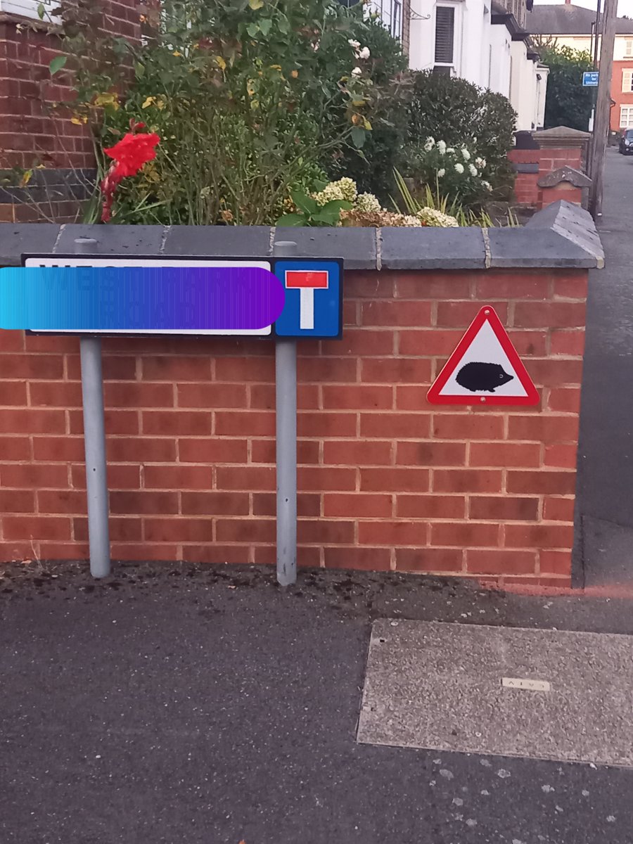 Hedgehogdiaries Twitter Search Twitter