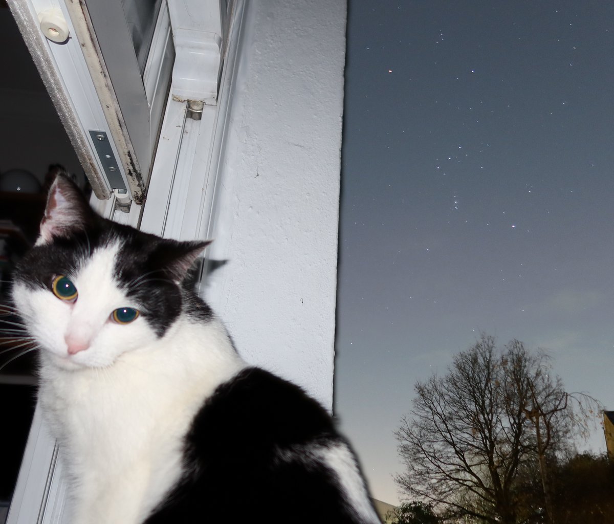 pebblybits's tweet photo. @warrior_orion The Mighty Hunter meets the Meowty Hunter 🐈‍⬛✨ https://t.co/NQSzHvGujP