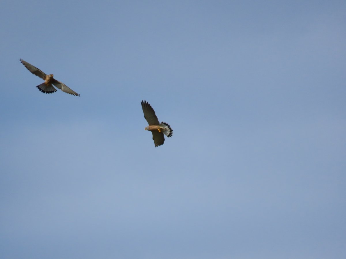 ARochaLife1's tweet photo. Great day birding in the Alentejo: 13 species of raptors, 2 species of Storks, Little and Great Bustard, Roller...
#arochalife #birdwatching #alentejo #birds #birding #greatguide #birdnerd #oiseau #ornitho #vogel #aves #birdwatchingtour #wildlifetour #bustards #eagle https://t.co/kZXyG2bex0