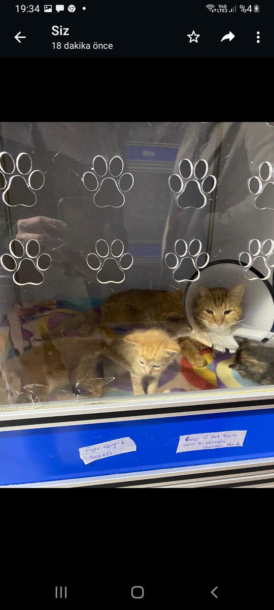 1 kedi ve 5 yavrusuna 1 aylık geçici yuva arıyoruz. 
Lütfen bu ilanı yayalım ya 45 gündür kafesteler.
Tüm masrafları karşılanacaktır
İstanbul